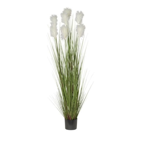 PIANTA PAMPAS X 7 CON VASO CM180